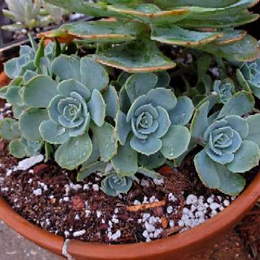 Echeveria Imbricata