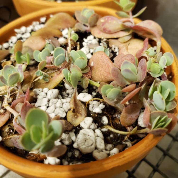 Plant image Kalanchoe Rotundifolia