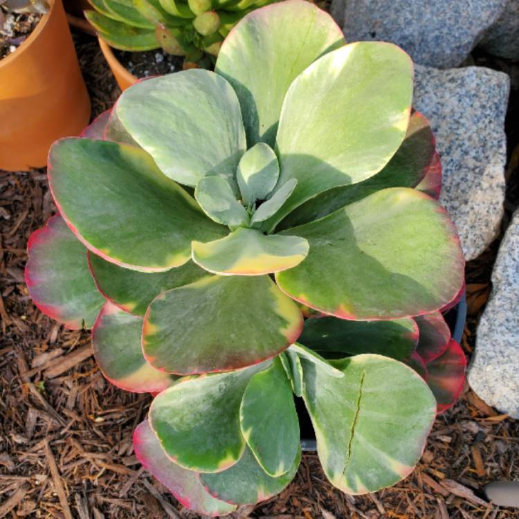 Plant image Kalanchoe Luciae 'Fantastic'