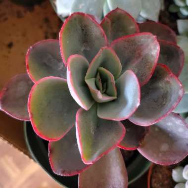 Echeveria pelucida gigantea 