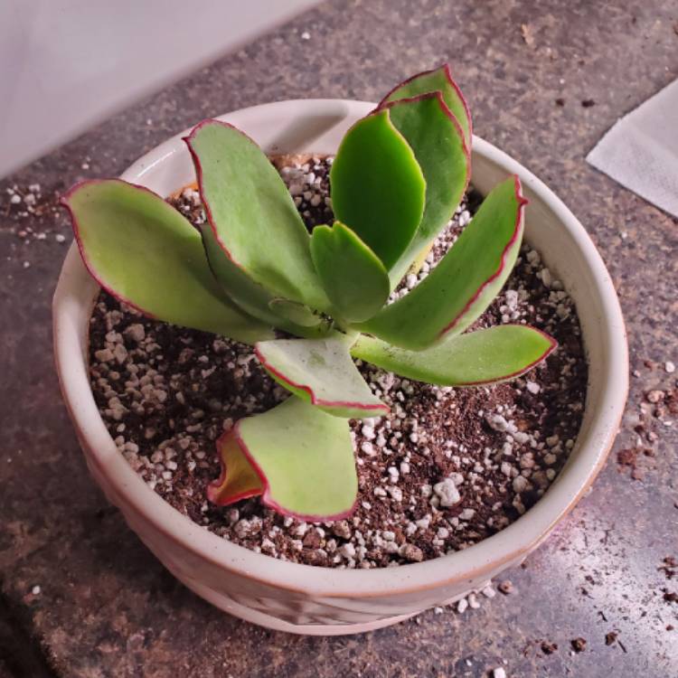 Plant image Cotyledon Hybrid 'Mint Truffles'