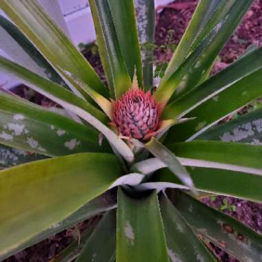 Ananas comosus