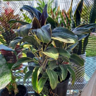 Cordyline Fruticosa 'Miss Andrea'