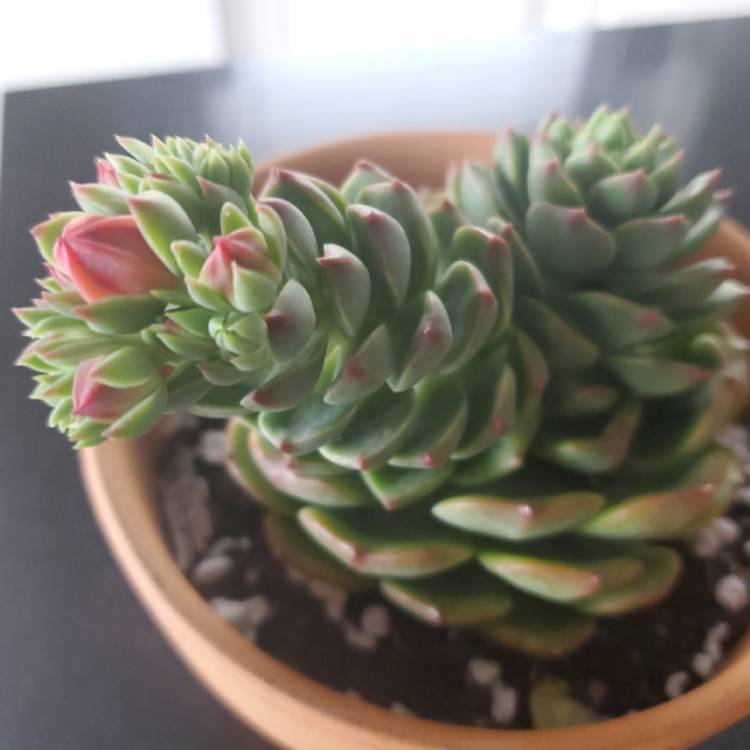 Plant image Echeveria Elfstone