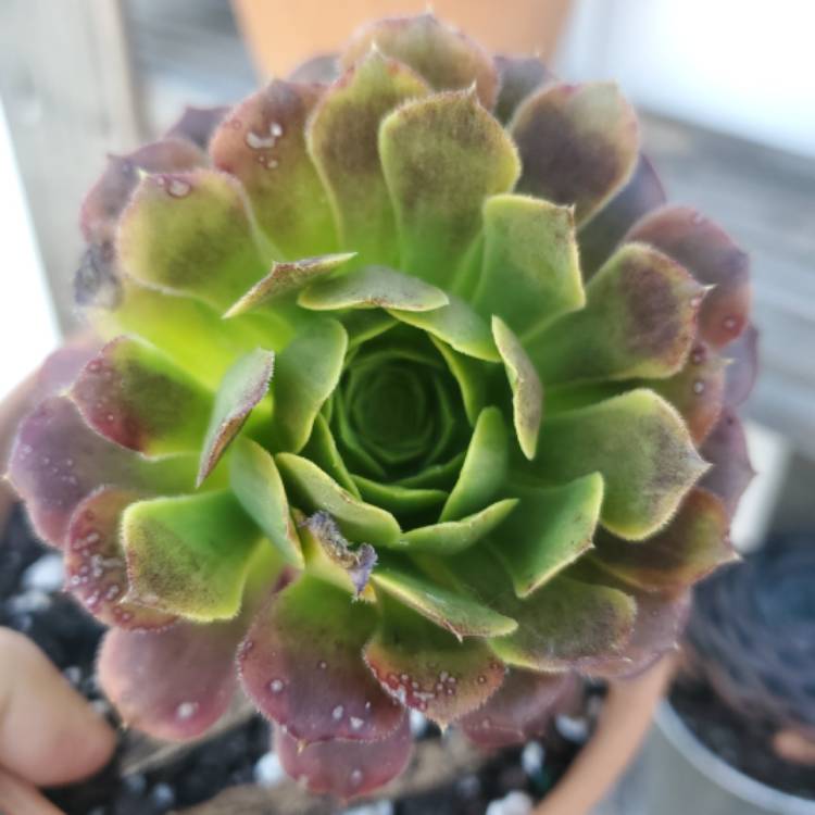 Plant image Aeonium ‘Fiesta'