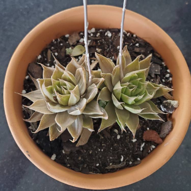 Plant image Haworthia cooperi