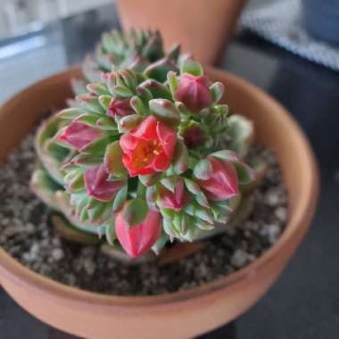 Echeveria Elfstone