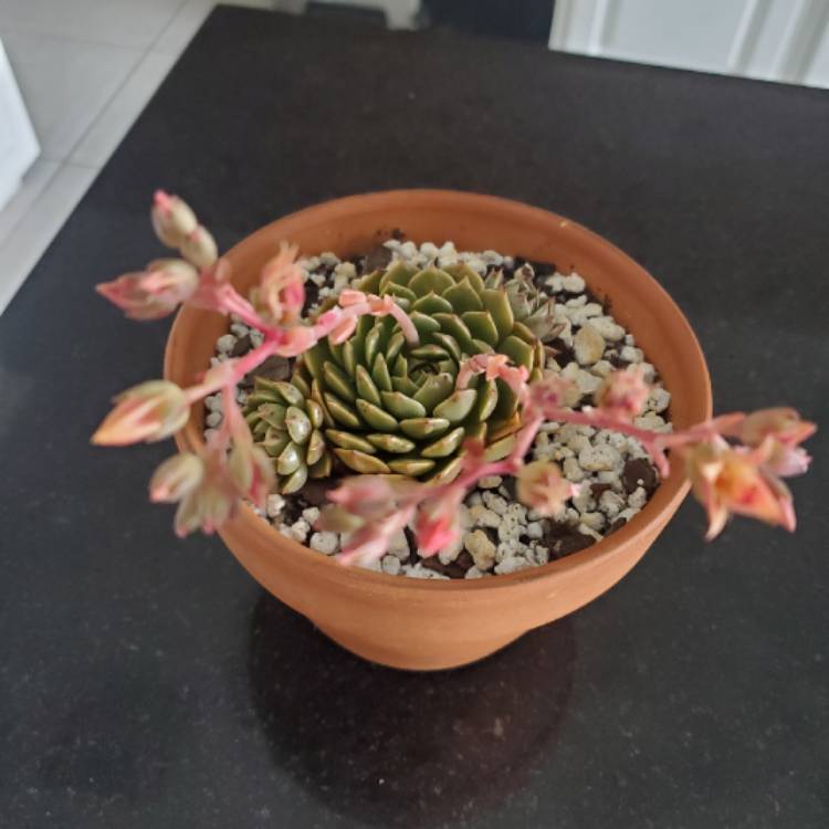 Plant image xGraptoveria Olivia