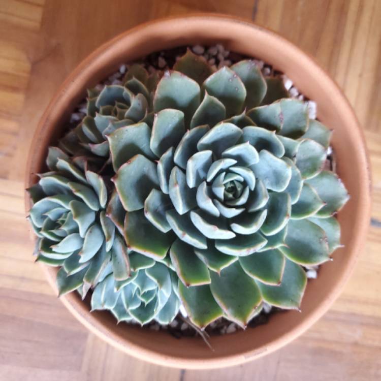 Plant image Echeveria Allegra