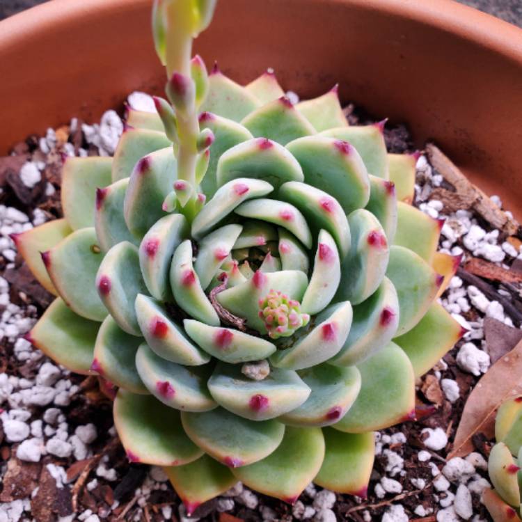 Plant image Echeveria Colorata