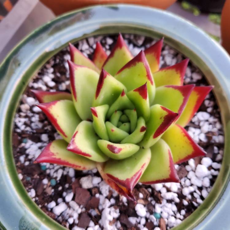 Plant image Echeveria Agavoides 'Lipstick'