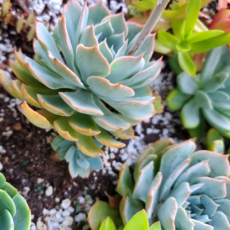 Plant image Echeveria Blue Heron