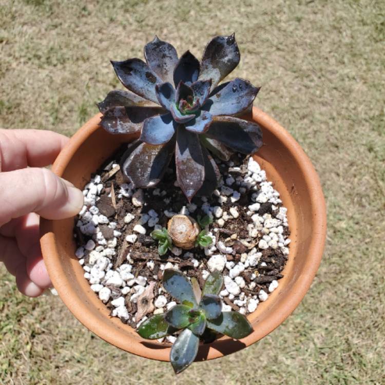 Plant image Echeveria Dark Moon