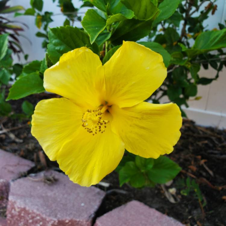 Plant image Hibiscus rosa-sinensis 'Fort Myers Yellow'