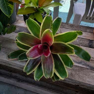 Neoregelia Charisma