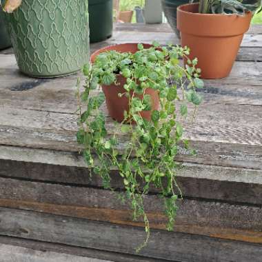 Peperomia prostrata