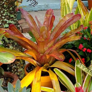 Neoregelia Rosea Lineata Bromeliad 