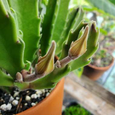 Stapelia gigantea