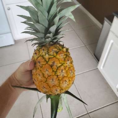 Ananas comosus