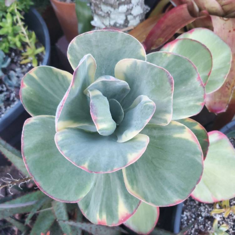 Plant image Kalanchoe Luciae 'Fantastic'