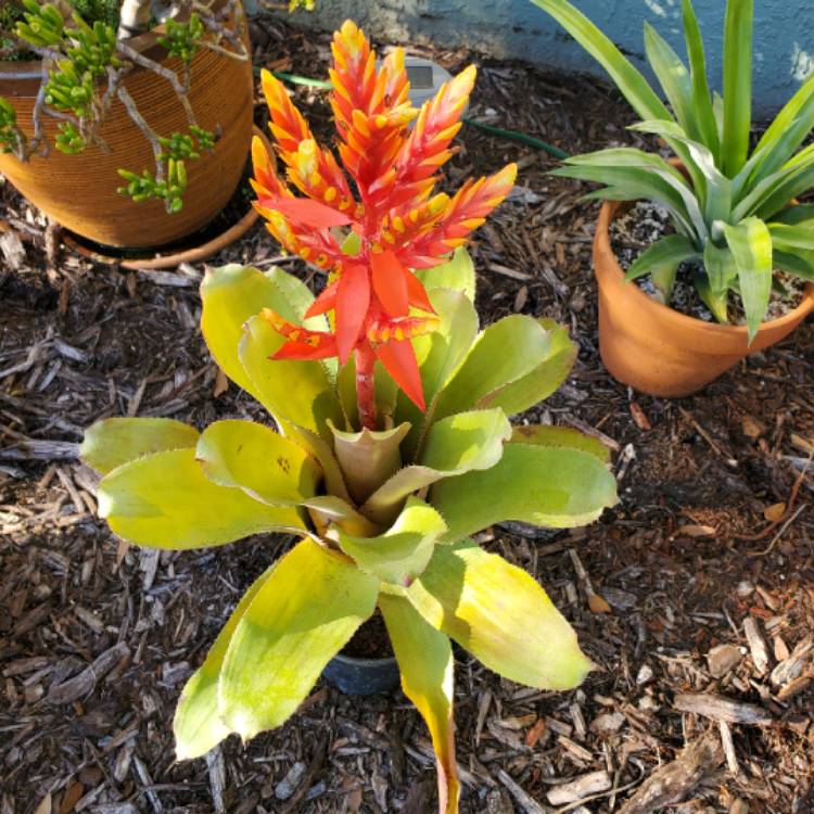 Plant image Aechmea Pepita