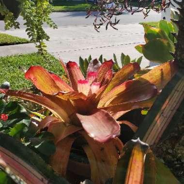 Neoregelia Rosea Lineata Bromeliad 