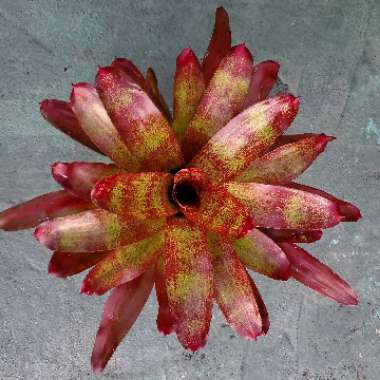 Neoregelia Java Bromeliad 