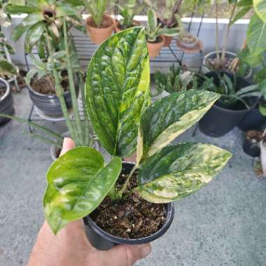 Monstera karstenaium 'Variegata'