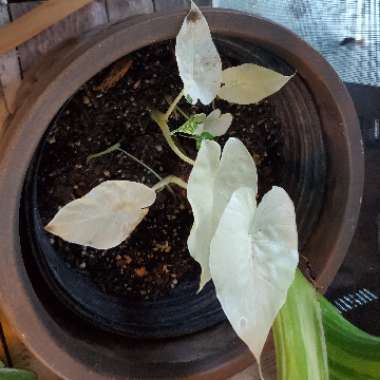 Alocasia Odora