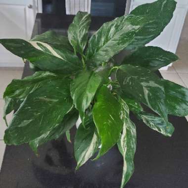 Spathiphyllum 'Domino'