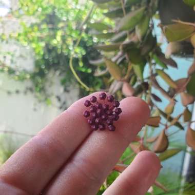 Hoya burtoniae