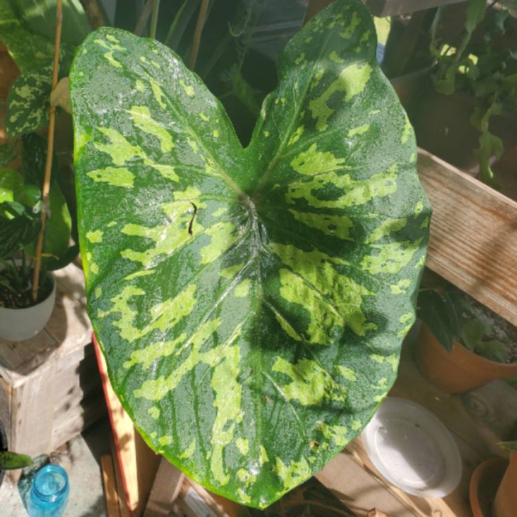 Plant image Alocasia 'Hilo Beauty'