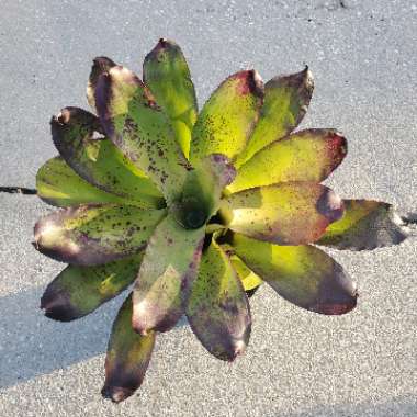 Neoregelia Concentrica Bromeliad 