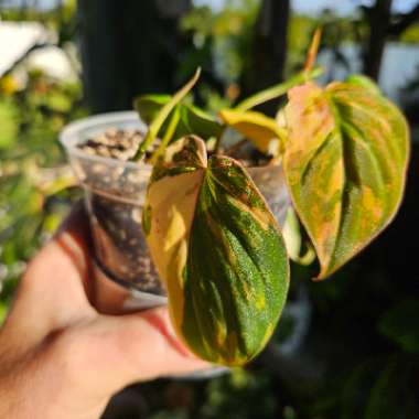 Variegated micans