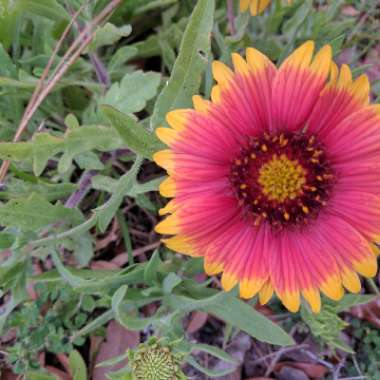 Blanket Flower