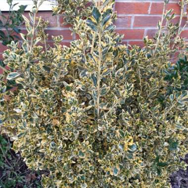 Spindle Tree 'Emerald 'n' Gold'