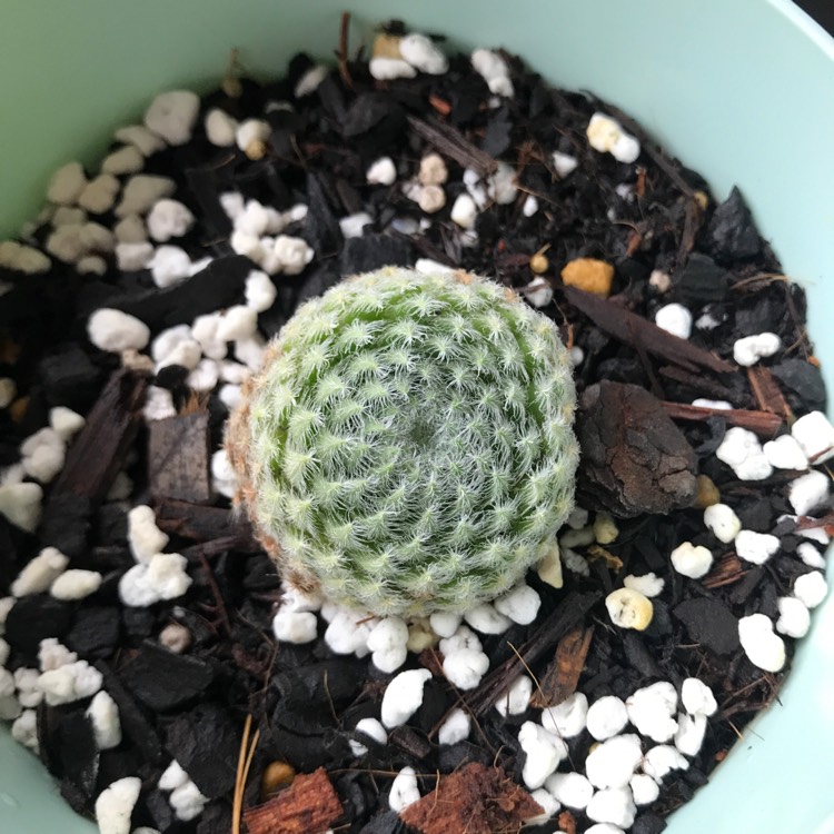 Plant image Sempervivum Ciliosum var. Borisii