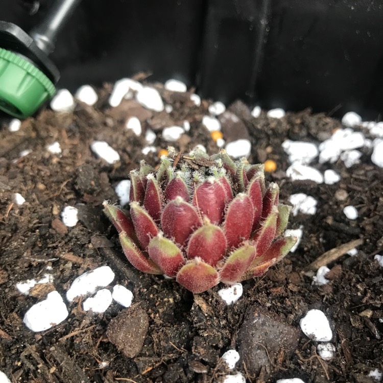 Plant image Sempervivum Raspberry Ice