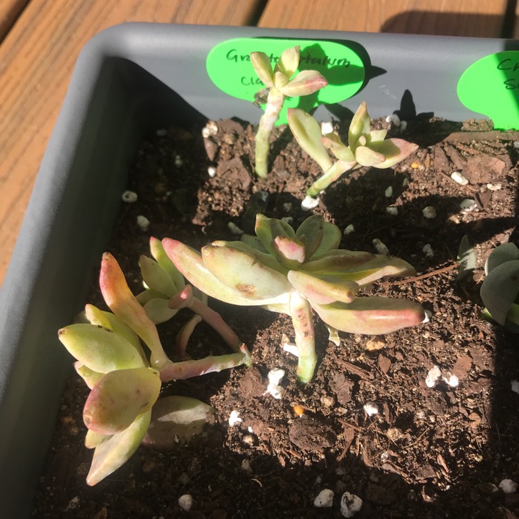 Plant image Graptopetalum Claret