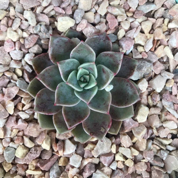 plant image 1367079