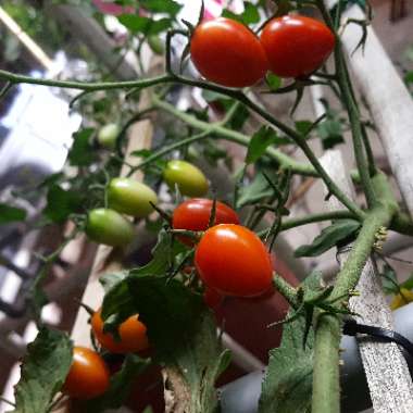 Tomato 'Cherry Sweet Bite' (Cherry Tomato)