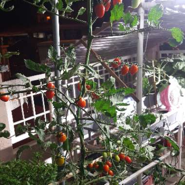 Tomato 'Cherry Sweet Bite' (Cherry Tomato)