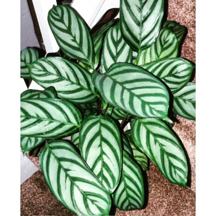 Plant image Calathea Insignis