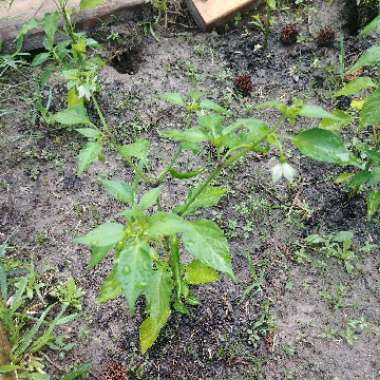 Chilli 'Golden Cayenne'