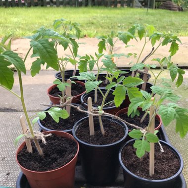 Solanum lycopersicum 'Gardener's Delight' syn. Solanum lycopersicum 'Gardeners Delight'