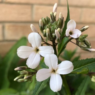 Hesperis Matronalis 'Alba'