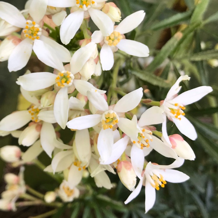 Plant image Choisya x dewitteana 'White Dazzler'