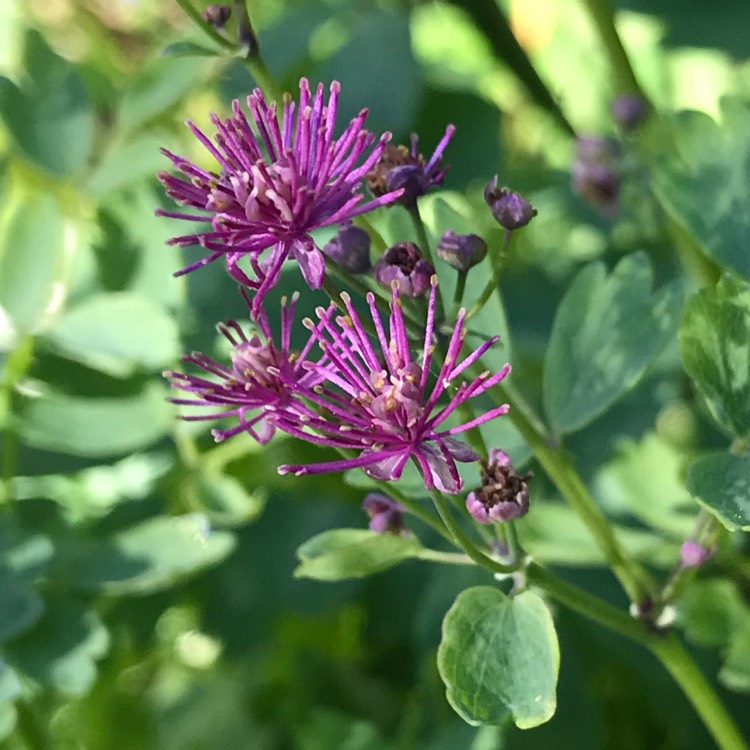 Plant image Thalictrum aquilegiifolium 'Thundercloud' syn. Thalictrum aquilegiifolium 'Purple Cloud'