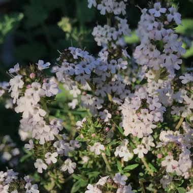 Thymus Fragrantissimus