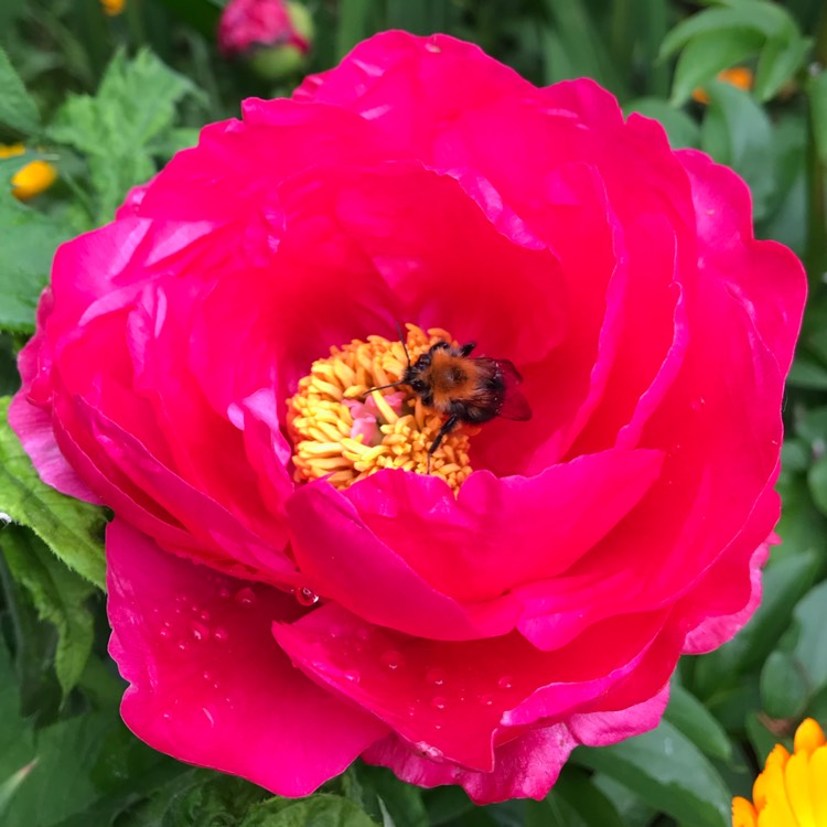 Plant image Paeonia 'Paula Fay'